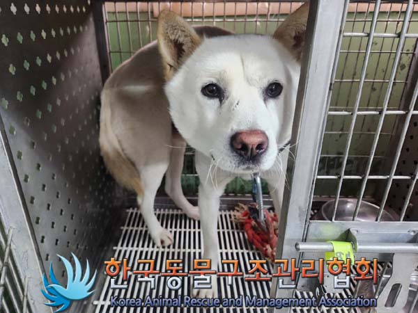 한국동물구조관리협회_441560202400073